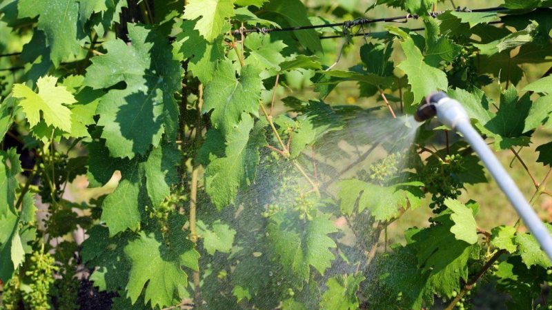 The best grape varieties for the Moscow region: characteristics and descriptions, tips for choosing