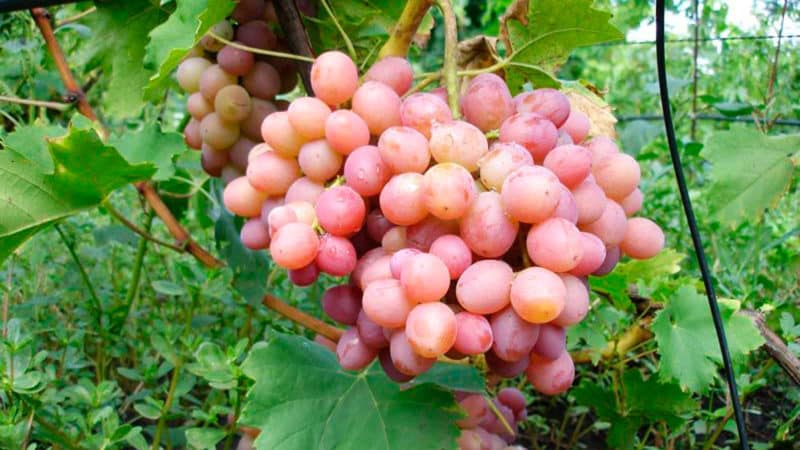 Características do cultivo de uvas na Líbia