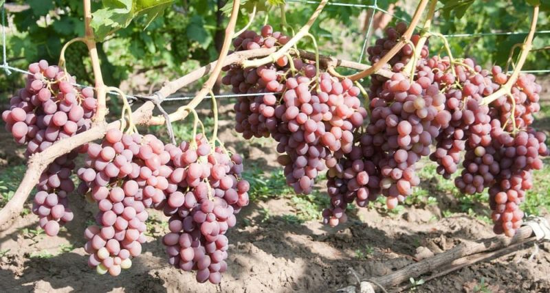 Características del cultivo de uvas de Libia.