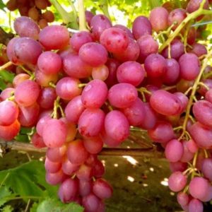 Características del cultivo de uvas de Libia.