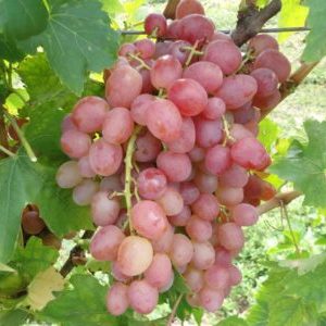 Características del cultivo de uvas de Libia.