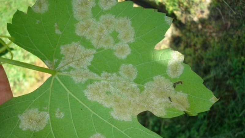 Características del cultivo de uvas de Libia.