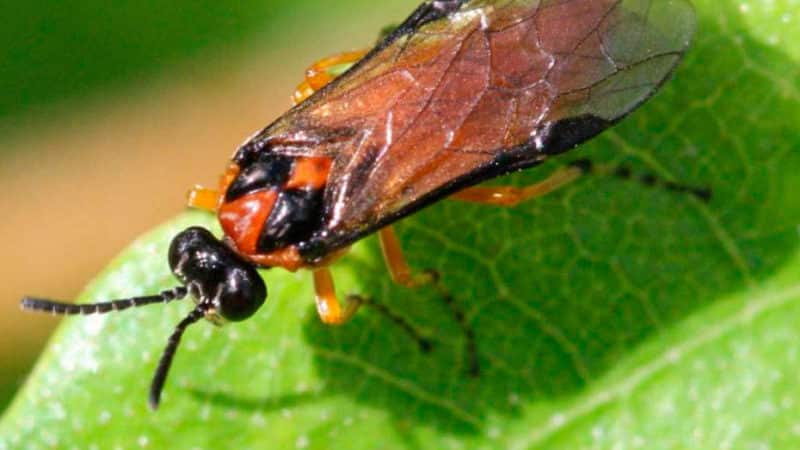 Kako spomladi zdraviti grmovje ribeza in kosmulje proti škodljivcem in boleznim