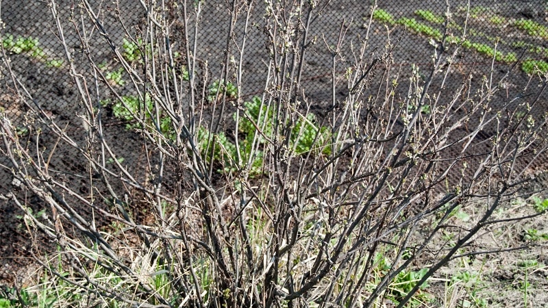 Perché i cespugli di ribes si seccano e cosa fare per risolvere il problema