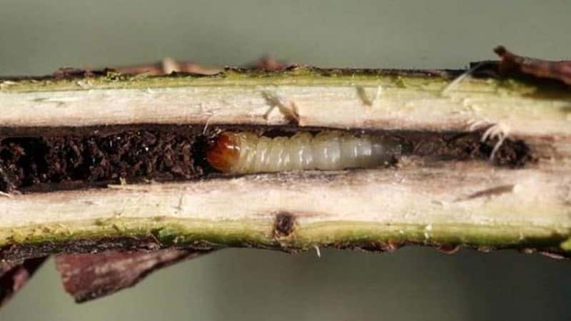 Bakit natuyo ang mga currant bushes at kung ano ang gagawin upang malutas ang problema