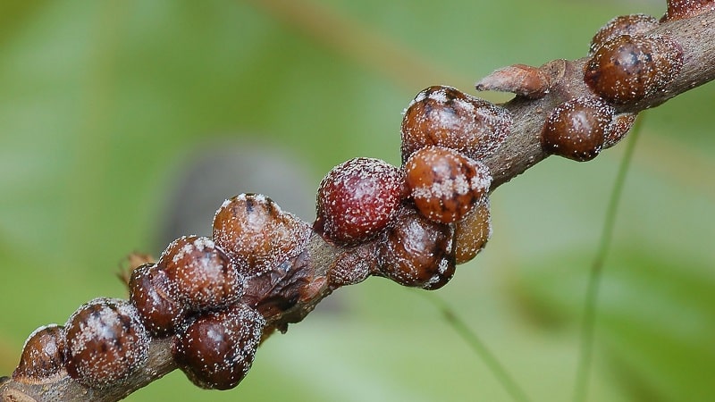 Perché i cespugli di ribes si seccano e cosa fare per risolvere il problema