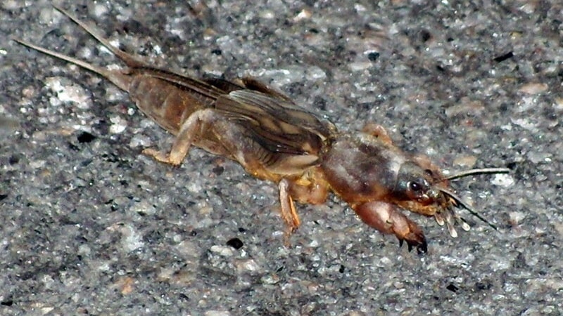 Com escapar de les plagues del pebrot en un hivernacle