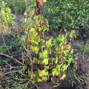 Why currant bushes dry out and what to do to solve the problem