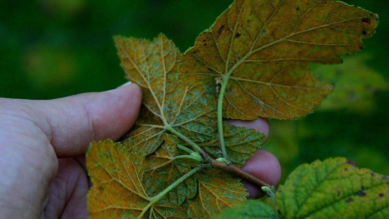 Perché i cespugli di ribes si seccano e cosa fare per risolvere il problema