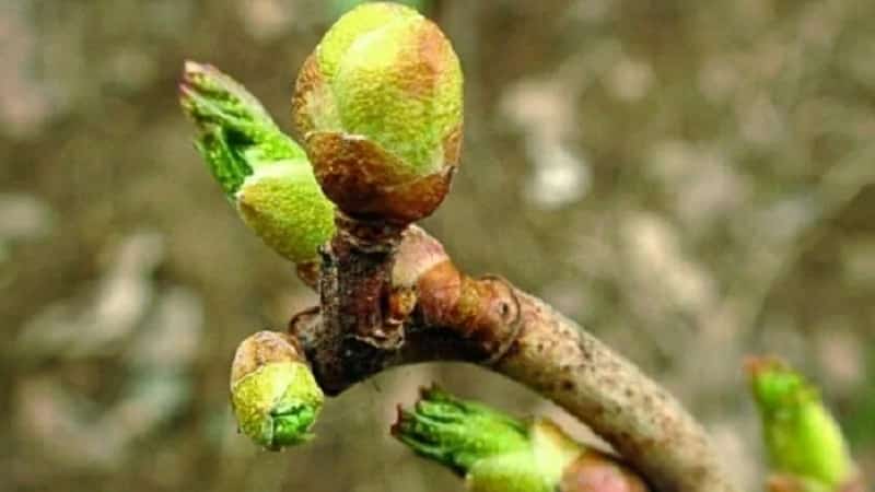 Bakit natuyo ang mga currant bushes at kung ano ang gagawin upang malutas ang problema