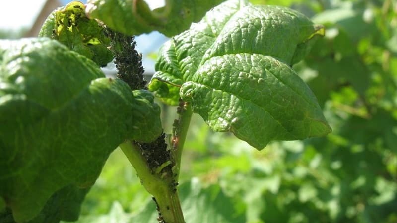 Why currant bushes dry out and what to do to solve the problem