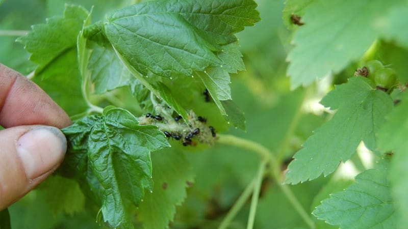 Why currant bushes dry out and what to do to solve the problem