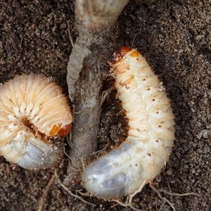 Perché i cespugli di ribes si seccano e cosa fare per risolvere il problema