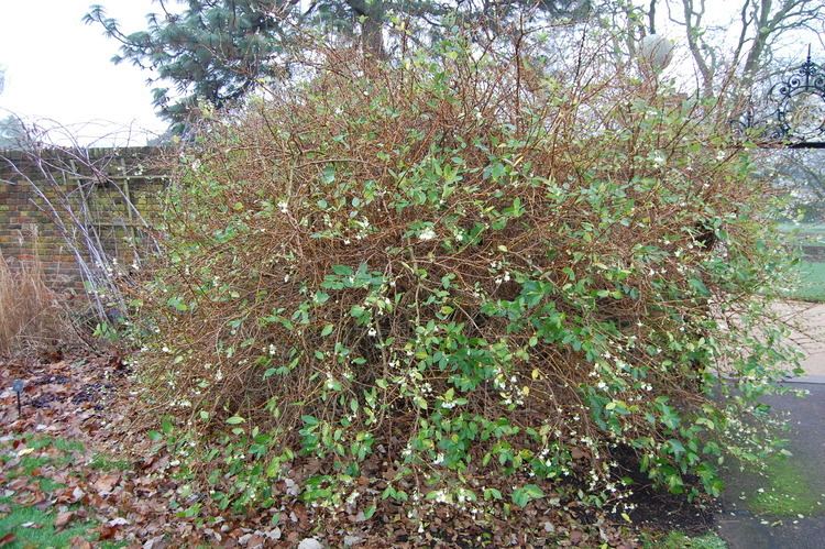 Kenmerken van het planten en verzorgen van kamperfoelie in de Oeral