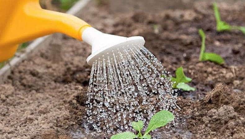 Cultivando e cuidando de nabos em terreno aberto