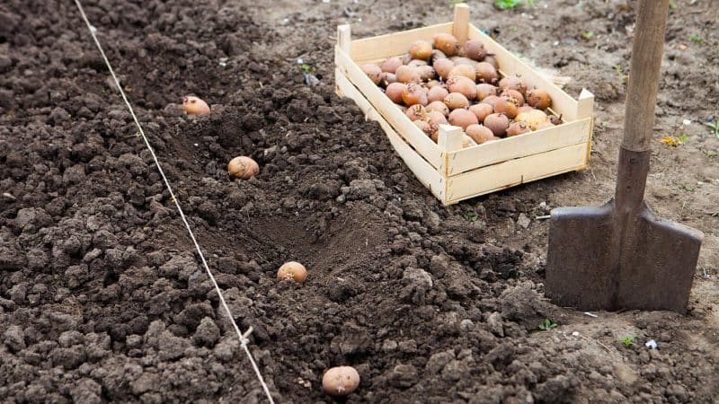 Nieuwe methoden voor het planten van aardappelen en verzorgingsfuncties