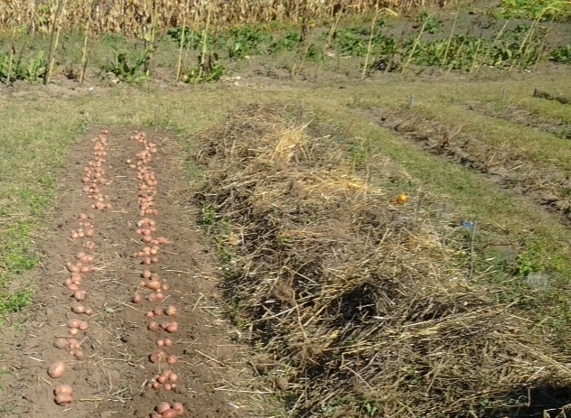 Nieuwe methoden voor het planten van aardappelen en verzorgingsfuncties