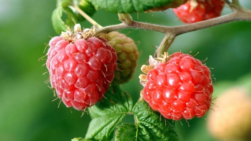 Avantages et caractéristiques des variétés précoces de framboises