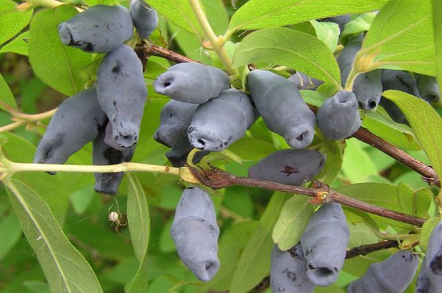 Variété de chèvrefeuille tardive et résistante au gel Roxana