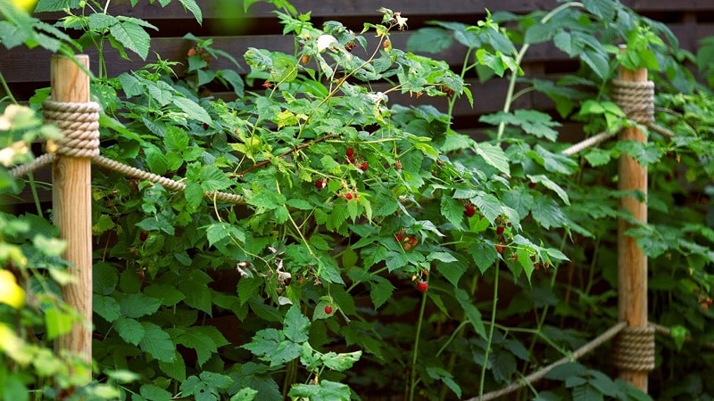 När är det bättre att plantera hallon i mittzonen - på våren eller hösten?