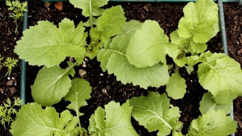 Cultivando e cuidando de nabos em terreno aberto