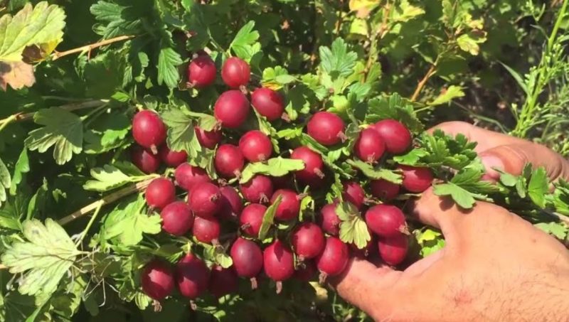 Varietà di uva spina resistente al gelo Masheka ad alto rendimento