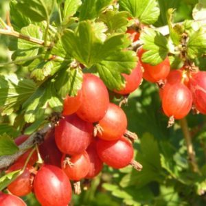 Varietà di uva spina resistente al gelo Masheka ad alto rendimento