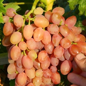 Grape variety Kishmish Radiant