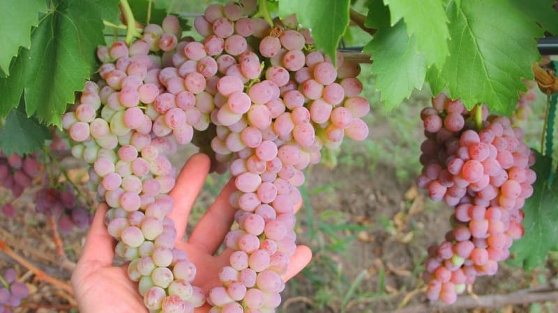 Grape variety Kishmish Radiant