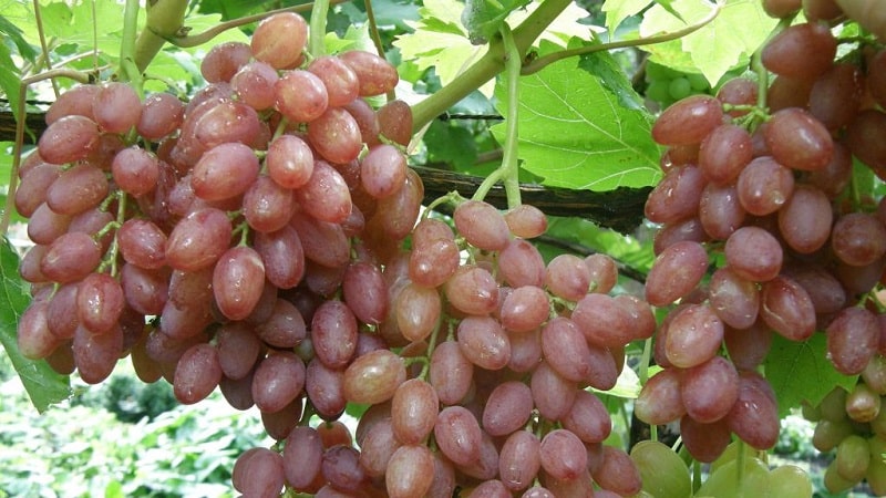 Variedad de uva Kishmish Radiante