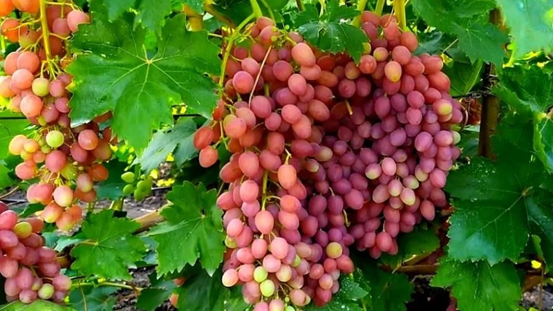 Grape variety Kishmish Radiant