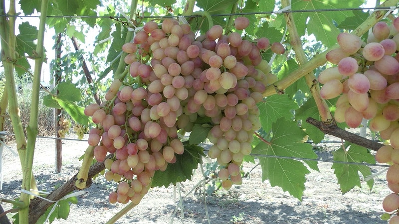 Variedad de uva Kishmish Radiante