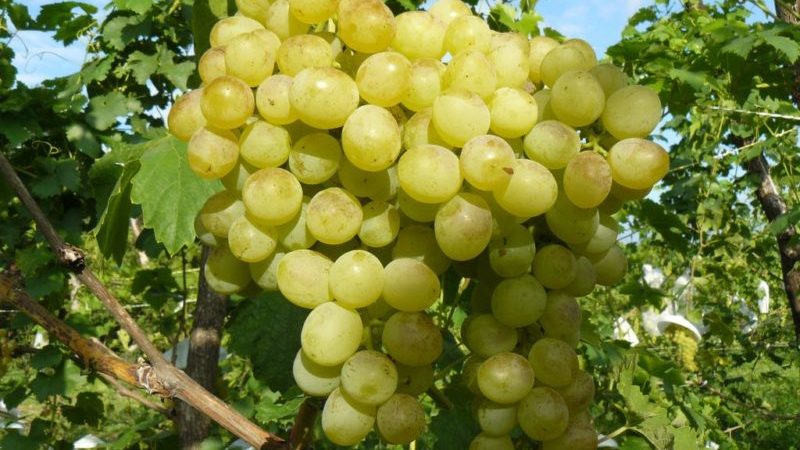 Classic universal grape variety Delight