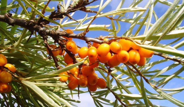 Variety of types and varieties of sea buckthorn