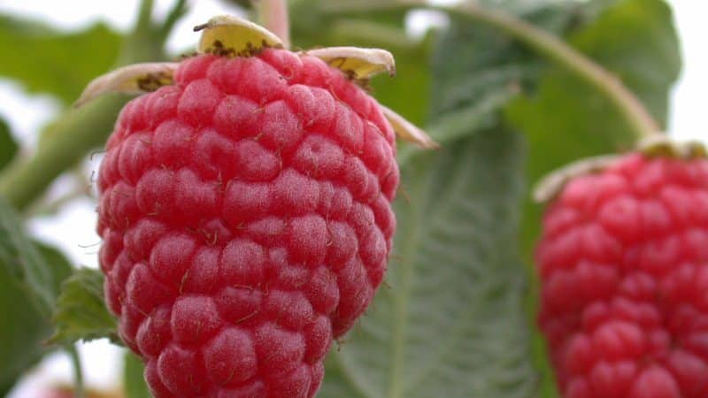 Leitfaden zur Pflege von Himbeeren nach der Ernte im Juli