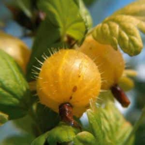 Características gerais e descrição de variedades de groselha peluda