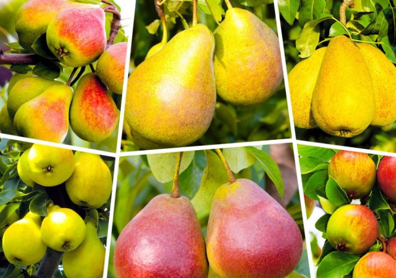 List of the best pear varieties for central Russia