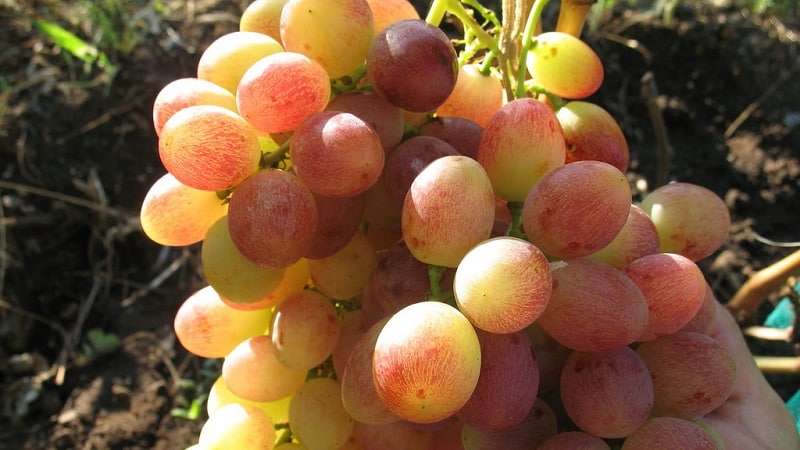 Requirements for grape varieties for Siberia and a review of the best of them