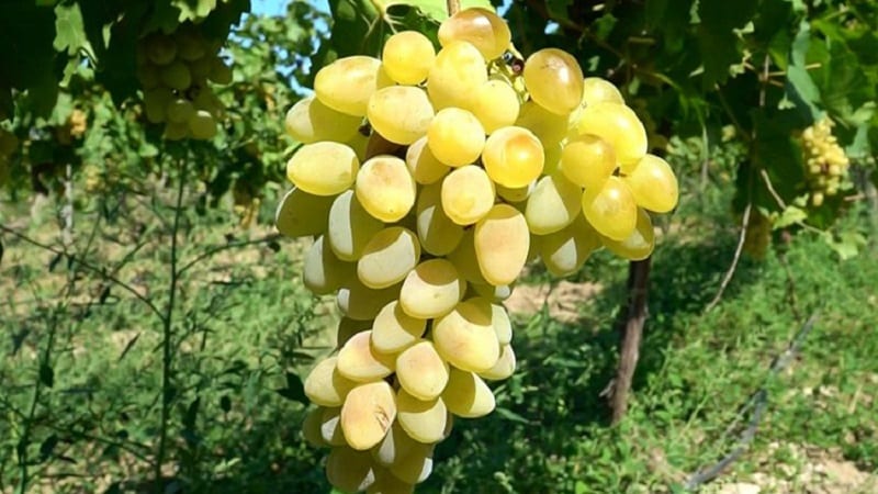 Requirements for grape varieties for Siberia and a review of the best of them