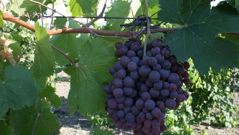 Requirements for grape varieties for Siberia and a review of the best of them