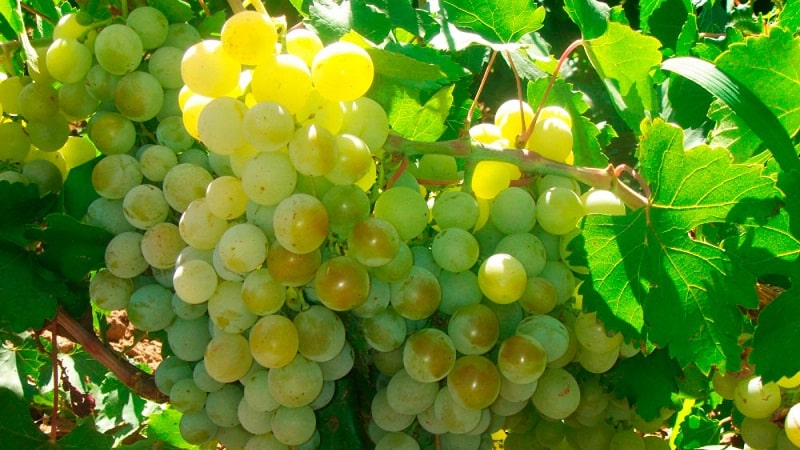 Requirements for grape varieties for Siberia and a review of the best of them