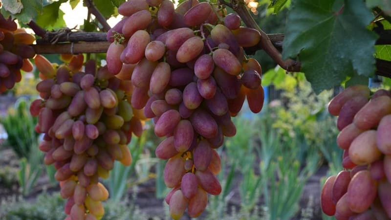 ข้อกำหนดสำหรับพันธุ์องุ่นสำหรับไซบีเรียและการทบทวนสิ่งที่ดีที่สุด