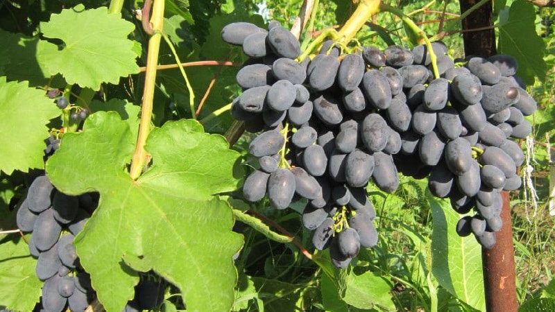 What grape varieties are suitable for Crimea