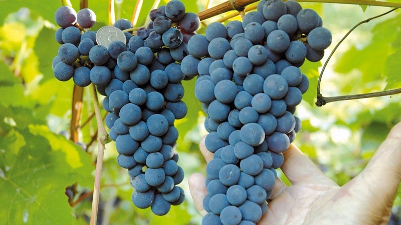 Requirements for grape varieties for Siberia and a review of the best of them