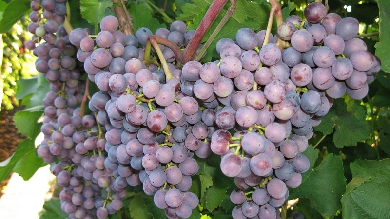 Requirements for grape varieties for Siberia and a review of the best of them