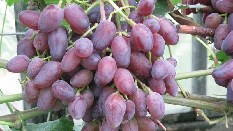 Requirements for grape varieties for Siberia and a review of the best of them