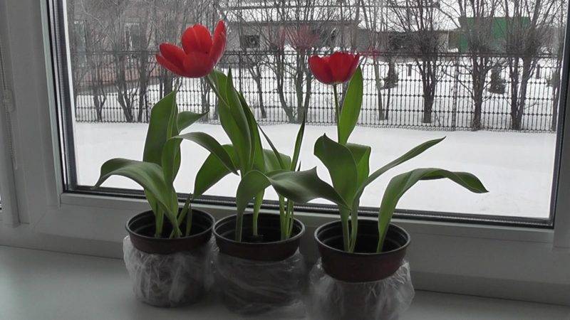 How to grow tulips in a pot at home