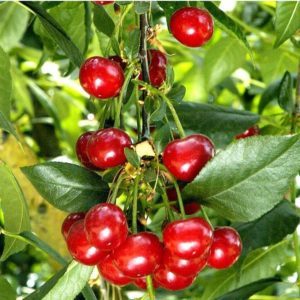 The best varieties of cherries for central Russia