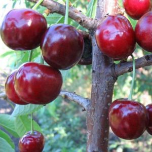 Najbolje sorte trešanja za središnju Rusiju