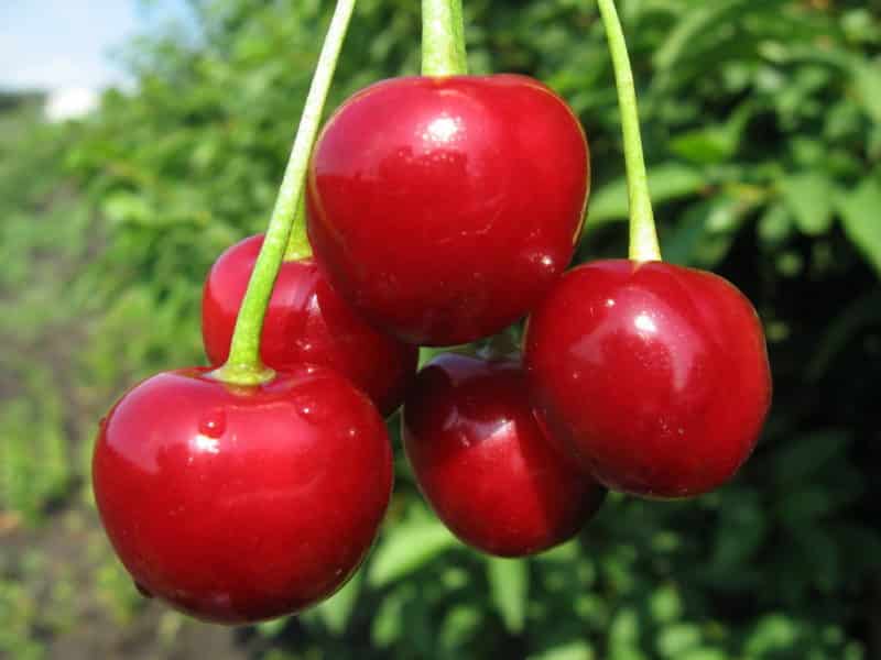 The best varieties of cherries for central Russia